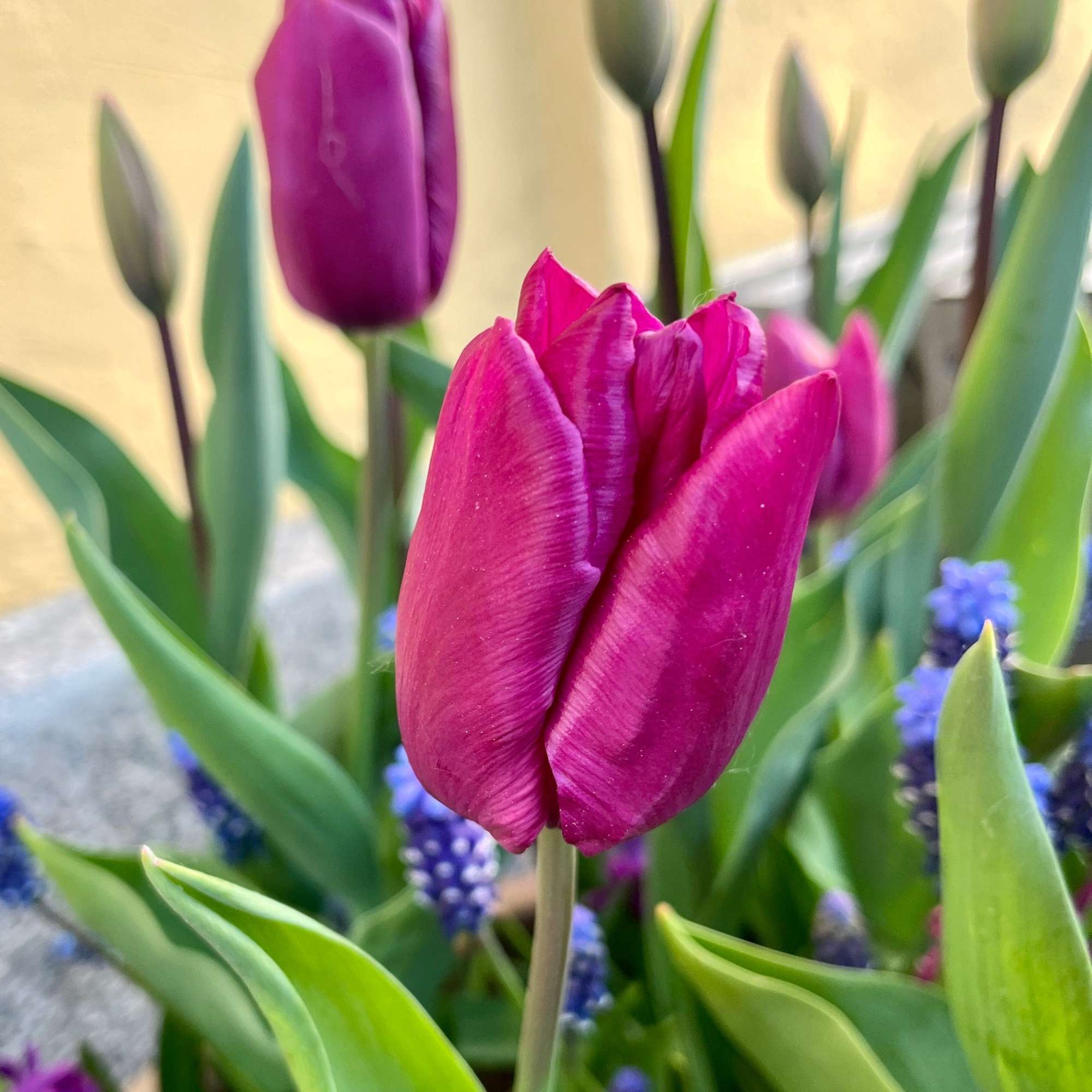 Blumenzwiebel-Kollektion 'Deep Purple'
